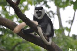 Boabeng-Fiema Monkey Sanctuary