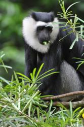 Boabeng-Fiema Monkey Sanctuary