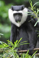 Boabeng-Fiema Monkey Sanctuary