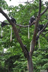Boabeng-Fiema Monkey Sanctuary