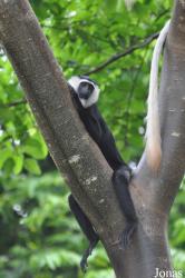 Boabeng-Fiema Monkey Sanctuary