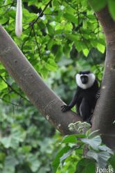 Boabeng-Fiema Monkey Sanctuary