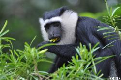 Boabeng-Fiema Monkey Sanctuary