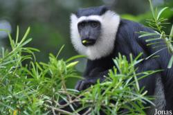 Boabeng-Fiema Monkey Sanctuary