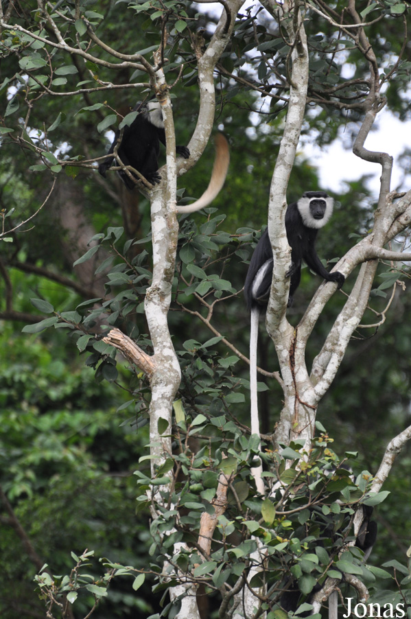 Boabeng-Fiema Monkey Sanctuary