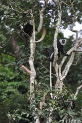 Boabeng-Fiema Monkey Sanctuary