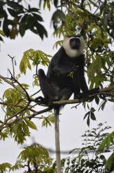 Boabeng-Fiema Monkey Sanctuary