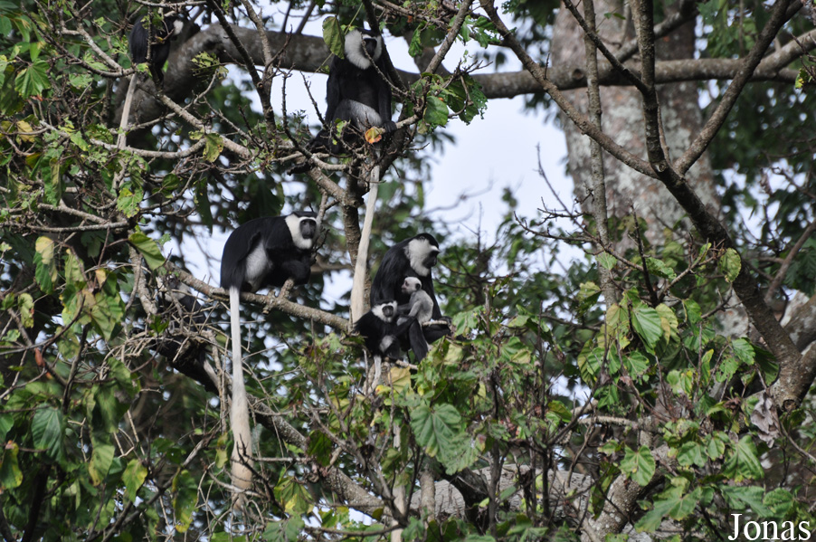 Boabeng-Fiema Monkey Sanctuary