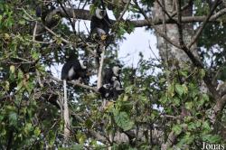 Boabeng-Fiema Monkey Sanctuary