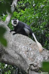 Boabeng-Fiema Monkey Sanctuary