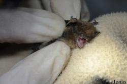 Pipistrellus nanulus