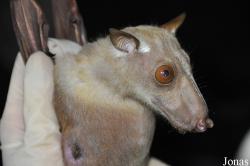 Boabeng-Fiema Monkey Sanctuary