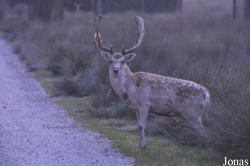 Parc Animalier de Sainte-Croix