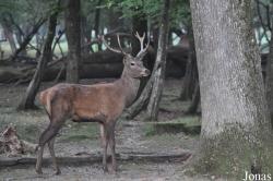 Parc Animalier de Sainte-Croix