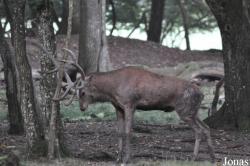 Parc Animalier de Sainte-Croix