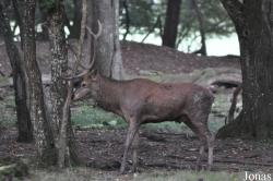 Parc Animalier de Sainte-Croix