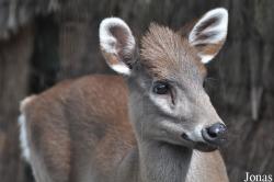 Elaphodus cephalophus
