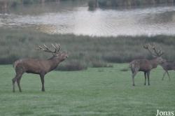 Parc Animalier de Sainte-Croix