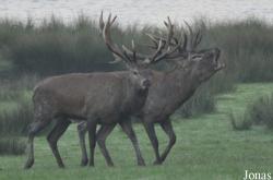 Parc Animalier de Sainte-Croix