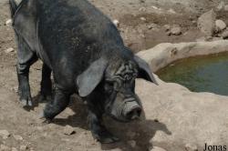 Lobo Park