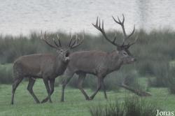 Parc Animalier de Sainte-Croix