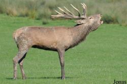 Parc Animalier de Sainte-Croix