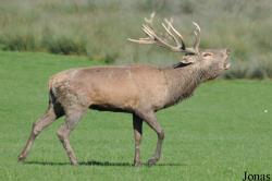Parc Animalier de Sainte-Croix