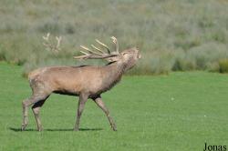 Parc Animalier de Sainte-Croix