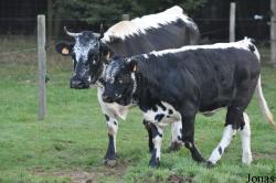 Vache Vosgienne