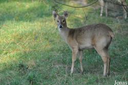 Parc Animalier de Sainte-Croix