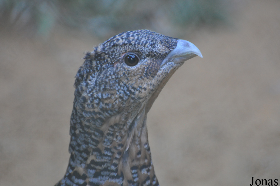 Parc Animalier de Sainte-Croix