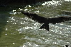 Tiergarten Heidelberg