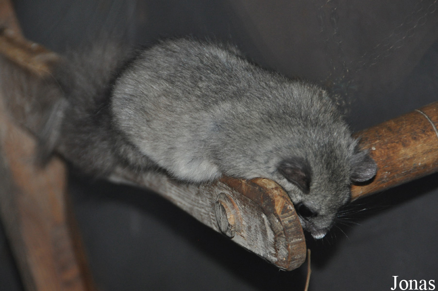 Parc Animalier de Sainte-Croix