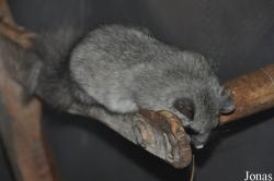 Parc Animalier de Sainte-Croix