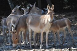 Parc Zoologique de Montpellier