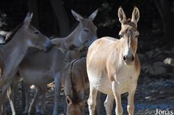 Parc Zoologique de Montpellier