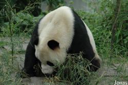 Bifengxia Base of CCRCGP