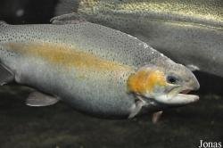 Oncorhynchus mykiss