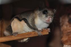 Glaucomys volans