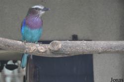 Le Jardin aux Oiseaux/Zoo d'Upie