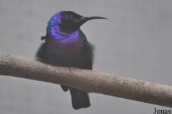 Le Jardin aux Oiseaux/Zoo d'Upie