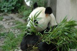 Bifengxia Base of CCRCGP