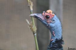 Le Jardin aux Oiseaux/Zoo d'Upie
