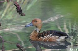 Le Jardin aux Oiseaux/Zoo d'Upie