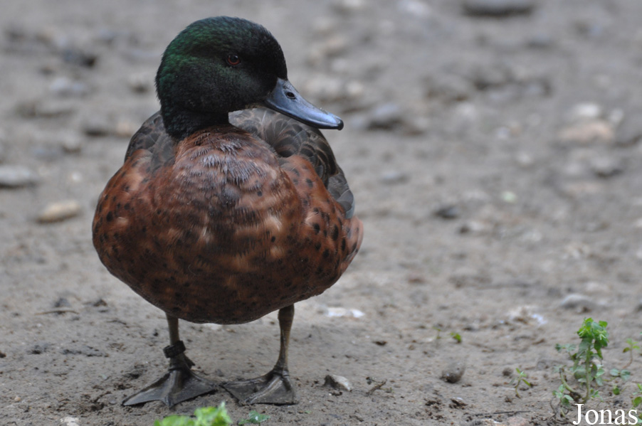 Le Jardin aux Oiseaux/Zoo d'Upie