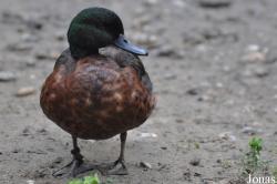 Le Jardin aux Oiseaux/Zoo d'Upie
