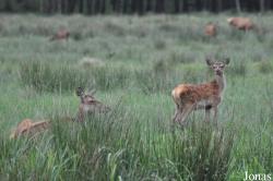 Wildpark Eekholt