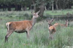 Wildpark Eekholt
