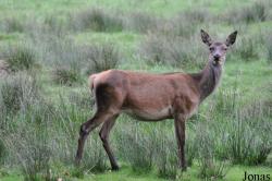 Wildpark Eekholt