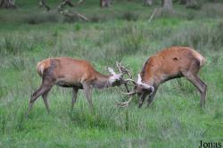 Wildpark Eekholt